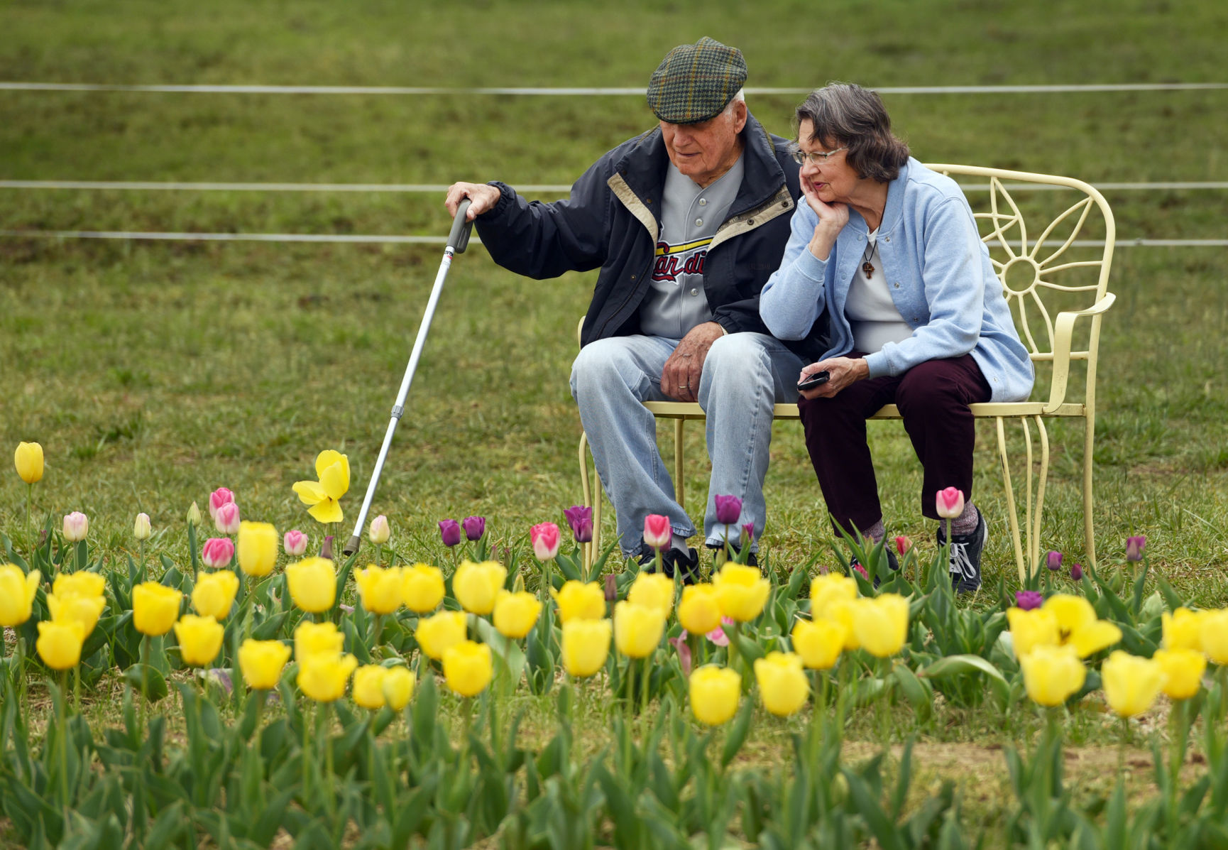 Dewberry Farm tulips